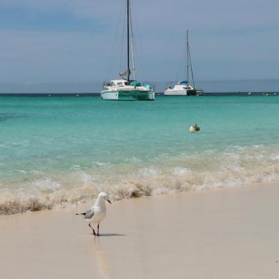 Rottnest island wa australia